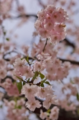 桜めぐり2015：小竹藪の紅枝垂a