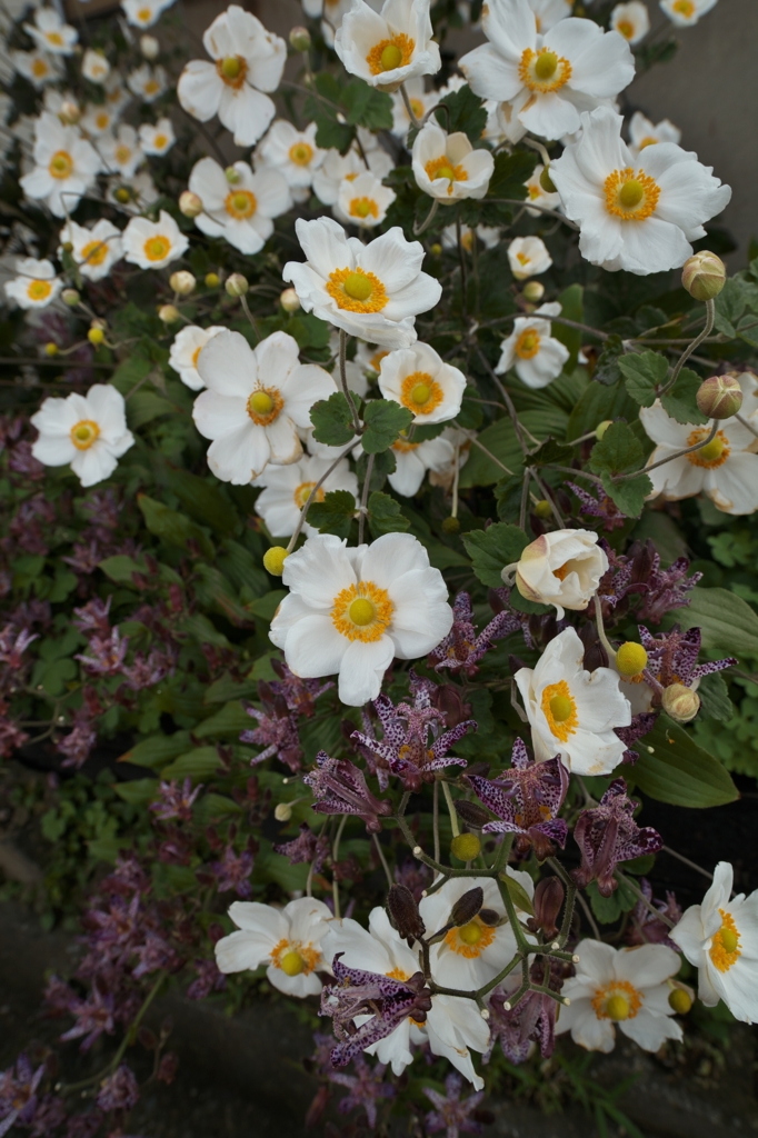 路傍の花たち2015：秋明菊と杜鵑草