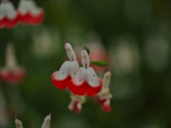 路傍の花たち2015：赤い口紅たち