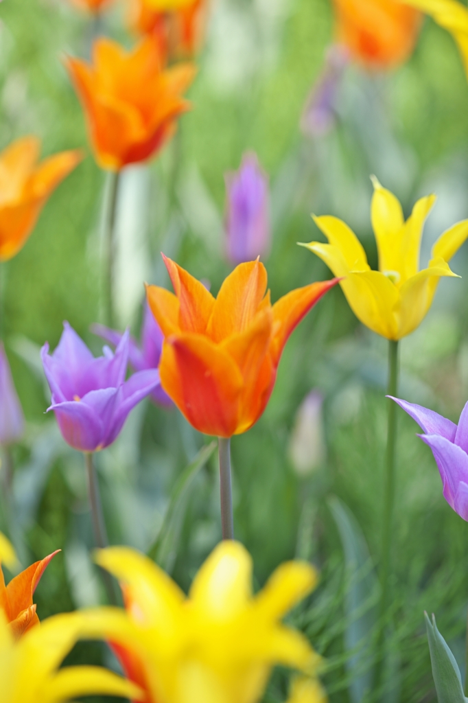 TulipFair2015：青紫・橙・黄色