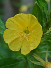 路傍の花たち2017：夜半の雨_宵待草