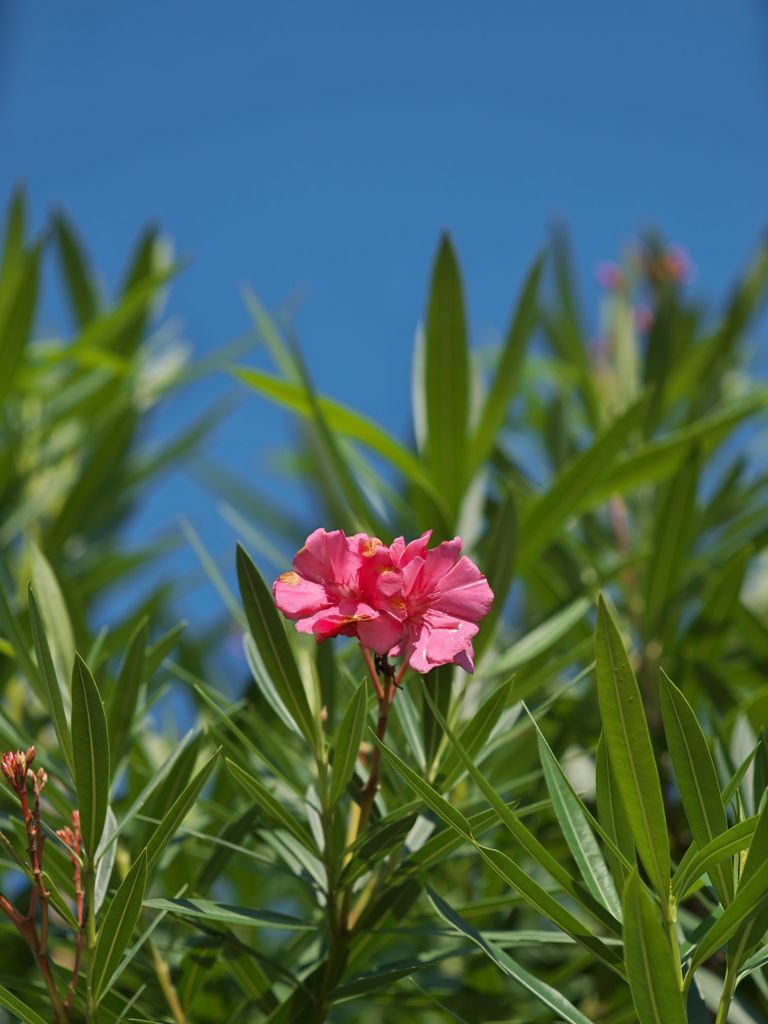 AMP試写その２：夾竹桃