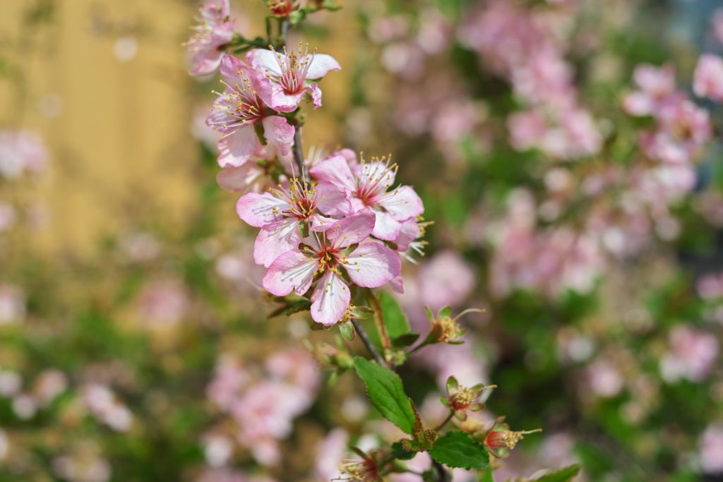 路傍の花たち2016：庭梅