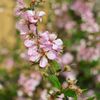 路傍の花たち2016：庭梅