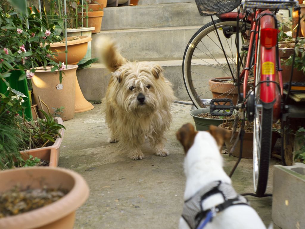 昔玉散歩16 太朗とミモザ屋敷のムク犬 By K Tani Id 写真共有サイト Photohito