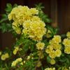 関野神社春季例大祭2016：木香薔薇