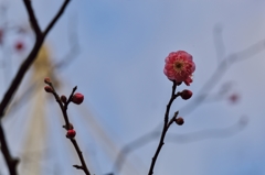 路傍の花たち2016：寒紅梅開花