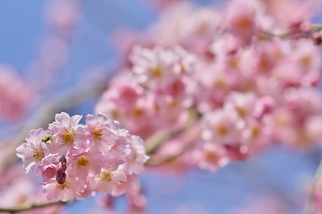 桜archives2011：古城公園紅枝垂