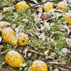 路傍の花たち2016：花梨に雪