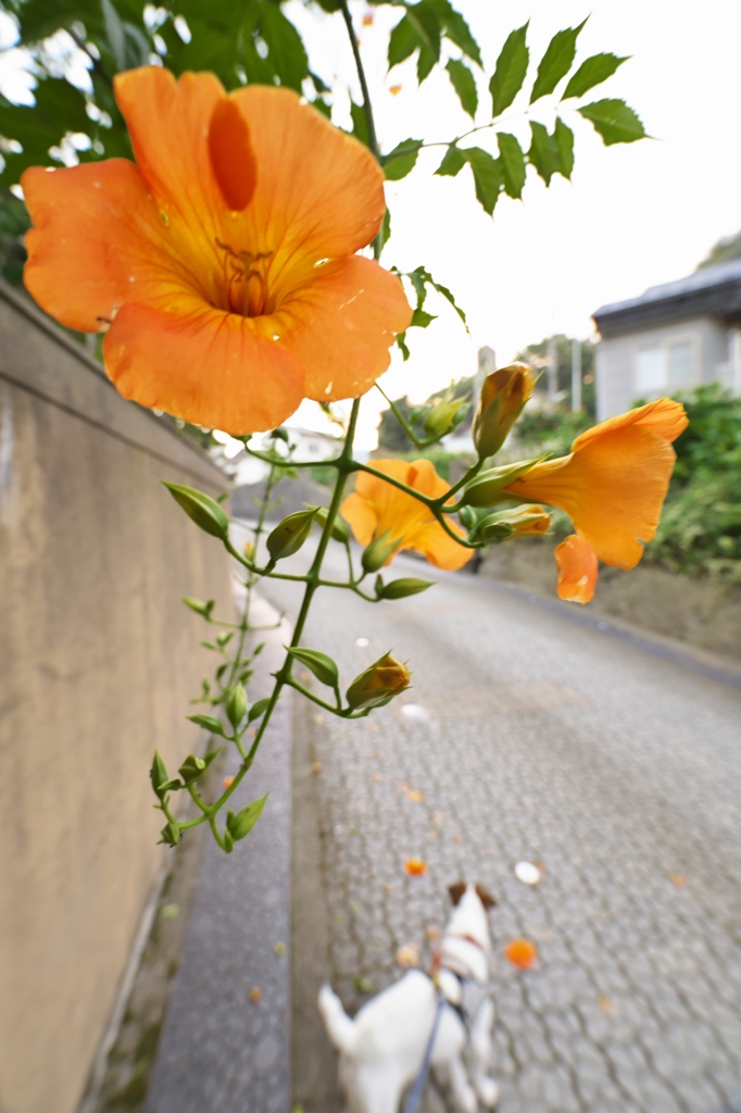 路傍の花たち2015：路地に咲く凌霄花