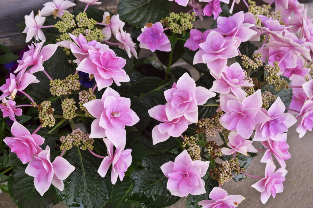 路傍の花たち2015：薄紫の七重