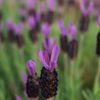 路傍の花たち2017：イタリアンラヴェンダー