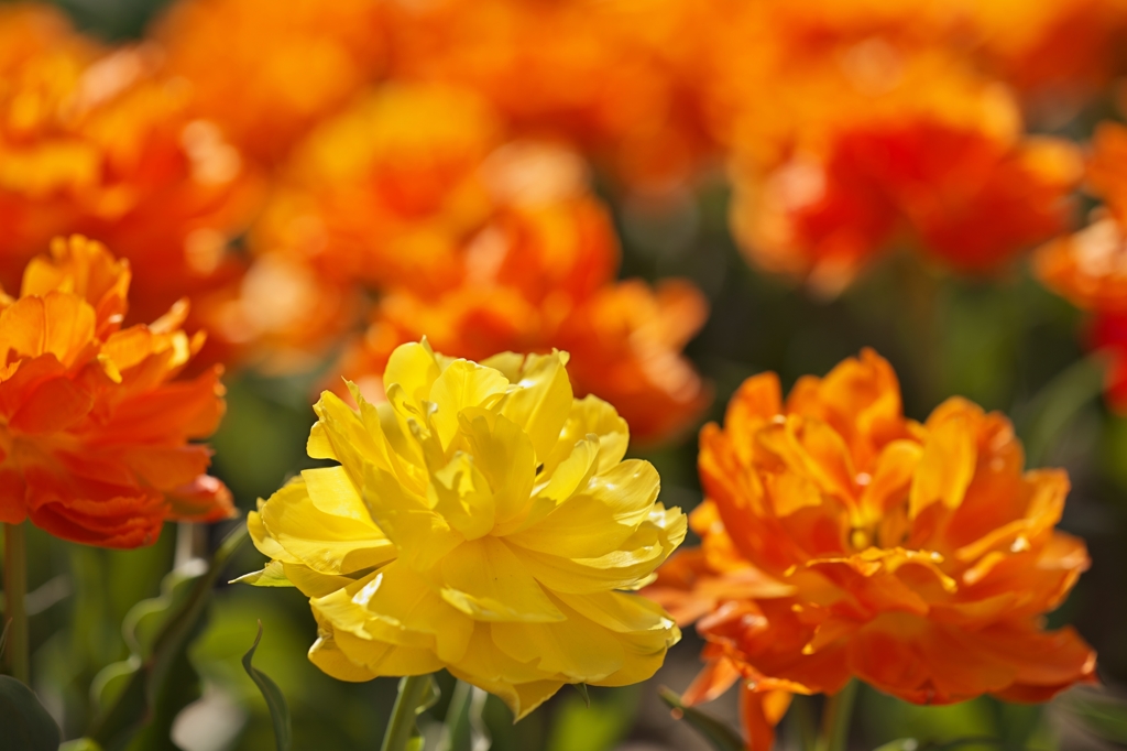 TulipFair2015：黄色と橙