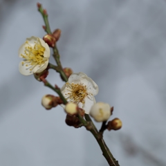 古城公園梅林2015：白梅開花