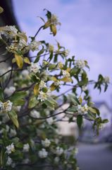 路傍の花たち2016：白い沈丁花