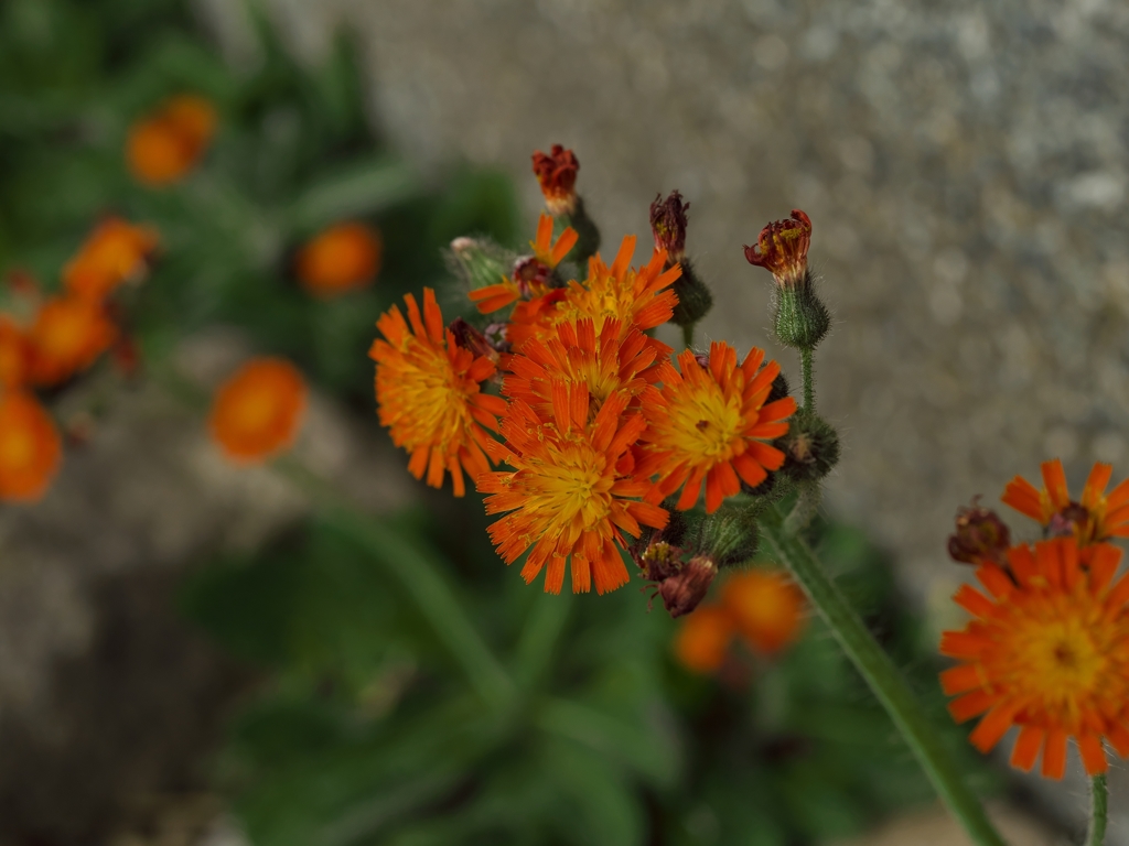 路傍の花たち2015：紅輪蒲公英