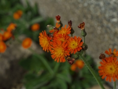 路傍の花たち2015：紅輪蒲公英
