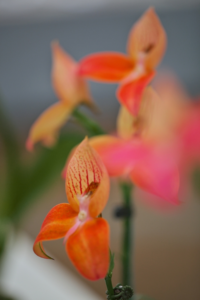 路傍の花たち2015：ラン展にてb