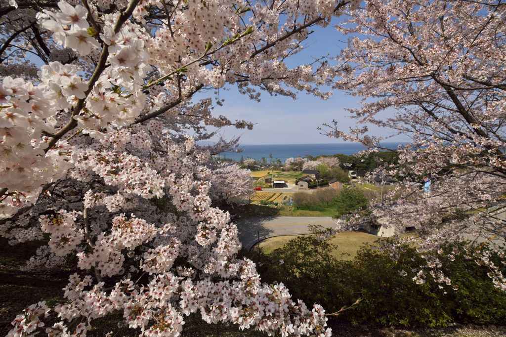 路傍の花たち2016：雨晴の散り初め桜c