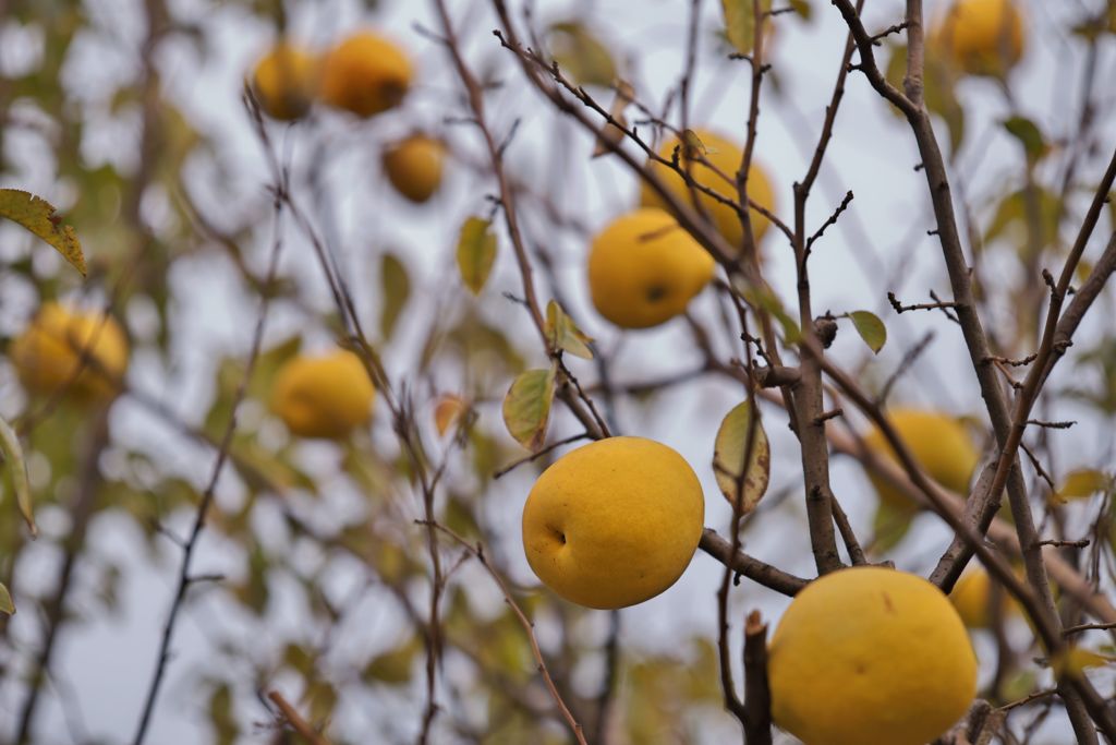 路傍の花たち2016：花梨たわわ