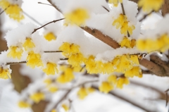雪と蝋梅2015d：冬のハンドベル