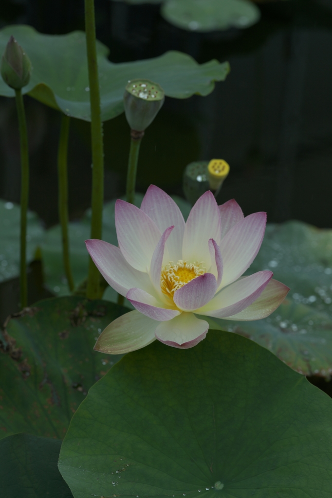 路傍の花たち2015：蓮と雨滴