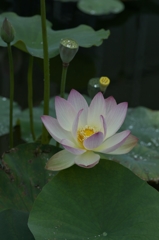 路傍の花たち2015：蓮と雨滴