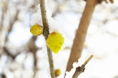 白と黄色2015c：咲き初めに滴