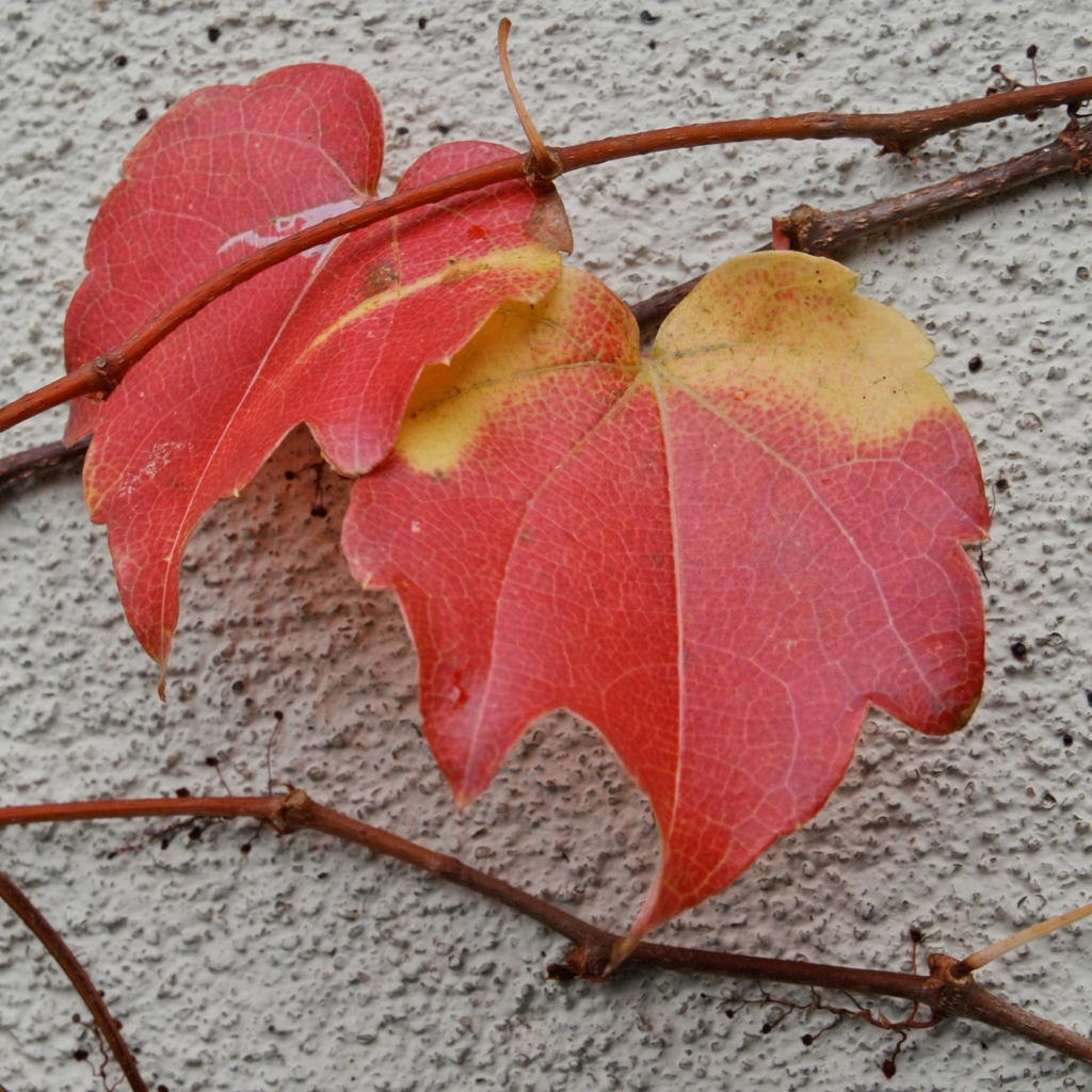 蔦の紅葉