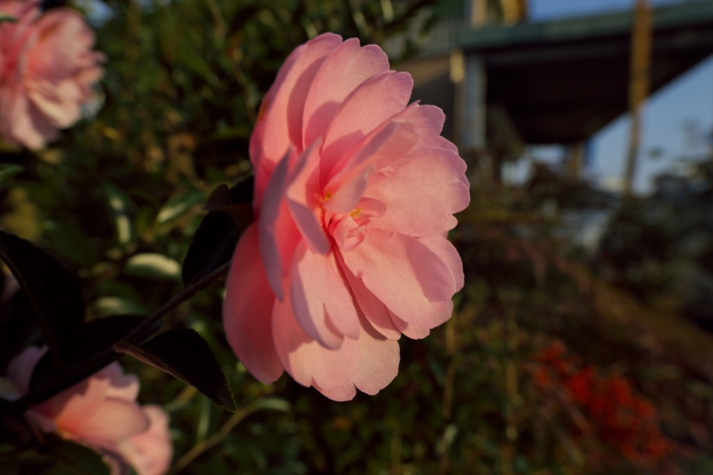 路傍の花たち2015：朝陽の山茶花