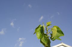 路傍の花たち2016：朝日と新緑