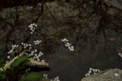 路傍の花たち2016：曲水の落花