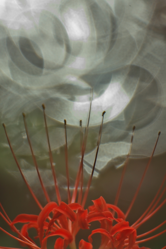 路傍の花たち2015：Hurricane lily on Rings c