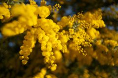 路傍の花たち2016：ミモザ屋敷にて