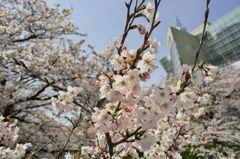 路傍の花たち2016：松川咲き初めd