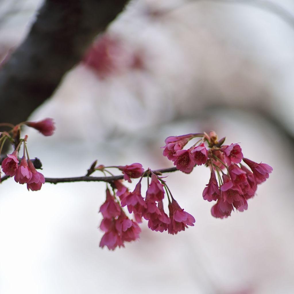 路傍の花たち2016：寒緋桜