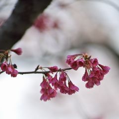 路傍の花たち2016：寒緋桜
