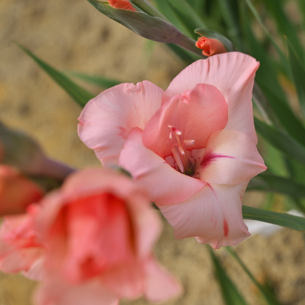 路傍の花たち2016：裏の畑のグラジオラス