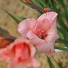路傍の花たち2016：裏の畑のグラジオラス