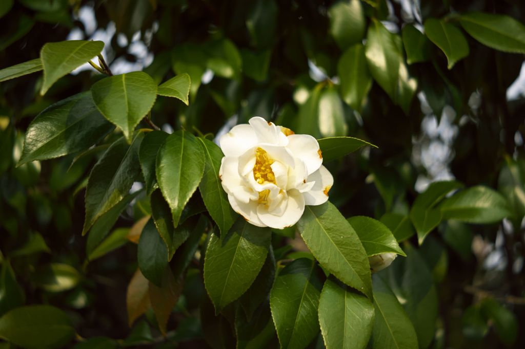 路傍の花たち2016：照葉