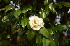路傍の花たち2016：照葉