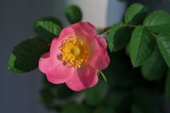 路傍の花たち2017：一重の薔薇