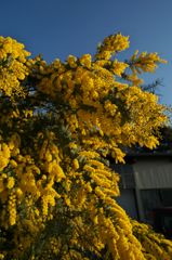 路傍の花たち2016：春の青と黄色a