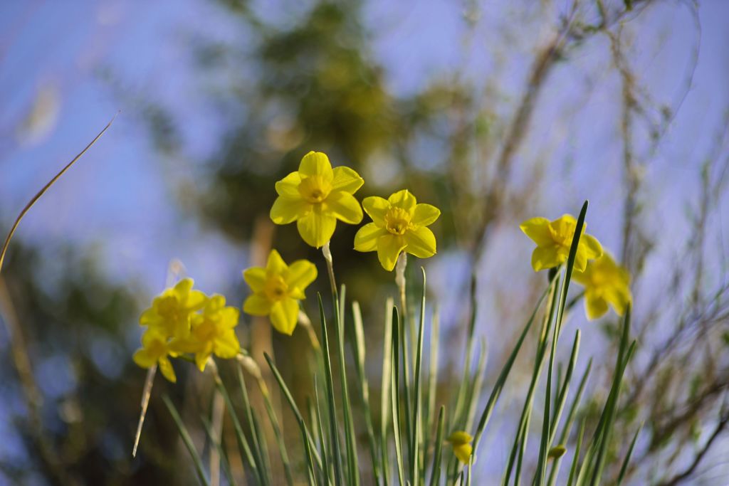 路傍の花たち2016：朝の黄水仙a