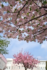 桜めぐり2015：母校の桜a