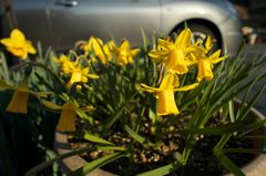 路傍の花たち2016：足元の黄色b