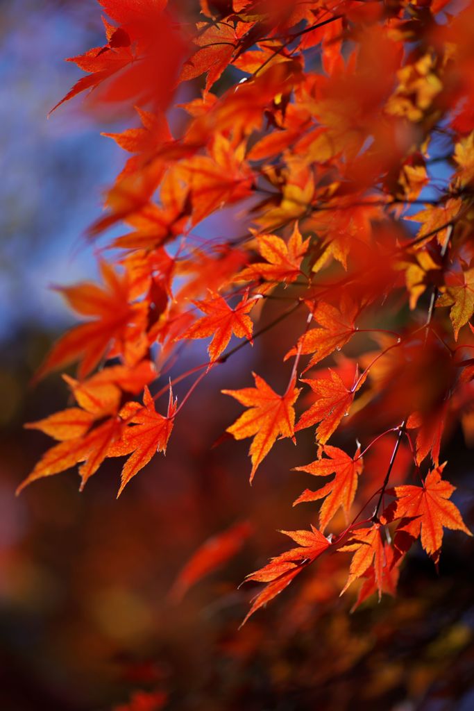 唐紅の綾錦2018：鍛冶丸の紅葉