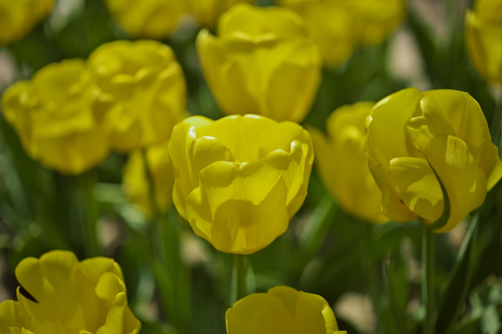 TulipFair2015：黄色の小さな