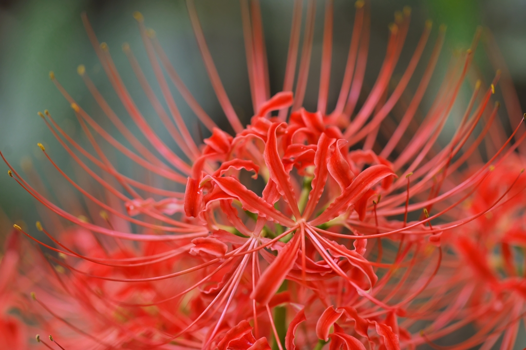 路傍の花たち2015：西内濠の緋色c