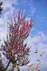 路傍の花たち2016：赤紫蘇色の